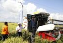 Varieti Padi Spesialti Baharu MRQ 103 perkukuhkan industri padi dan beras specialiti negara